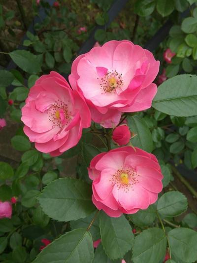 蔷薇花的养殖方法和注意事项 养花知识 第6张