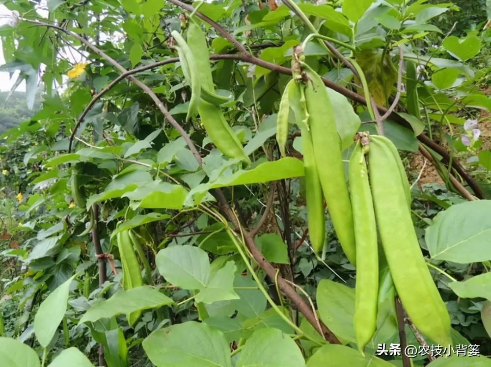 扁豆的种植时间和种植方法（扁豆栽培技术与管理大全） 绿植养护 第9张