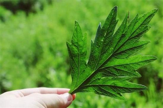 艾草是什么样子的（艾草图片和外形特征介绍） 植物百科 第2张