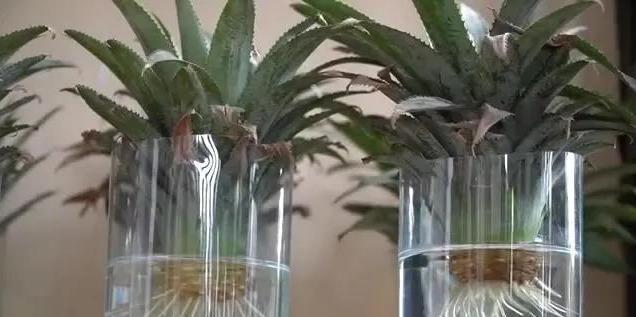 自己怎么种菠萝（家里种植菠萝的方法） 绿植养护 第6张