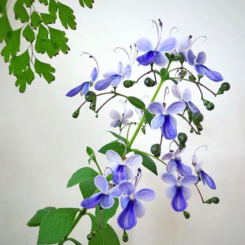蓝色的花有哪些（蓝色的花图片及名称大全）-花晓网