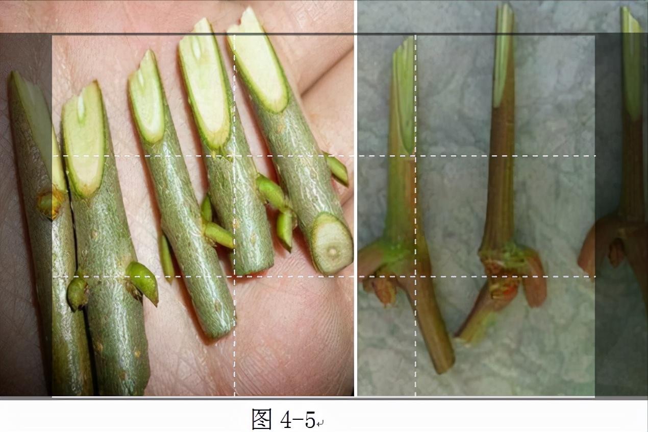 嫁接树苗的方法和技术（带你轻松玩转嫁接） 绿植养护 第5张