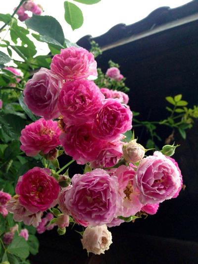蔷薇花的养殖方法和注意事项 养花知识 第1张