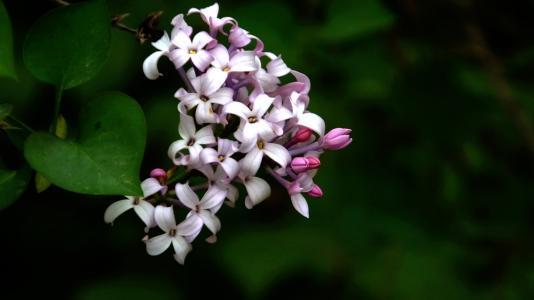 丁香是什么样子的（丁香花图片和资料介绍） 植物百科 第6张