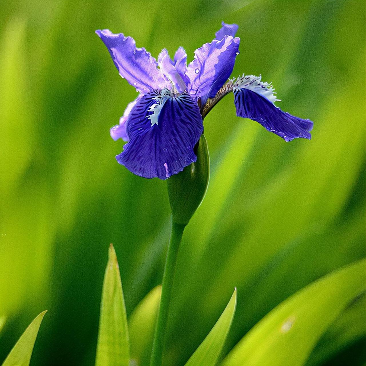 蓝色的花有哪些（蓝色的花图片及名称大全）-花晓网