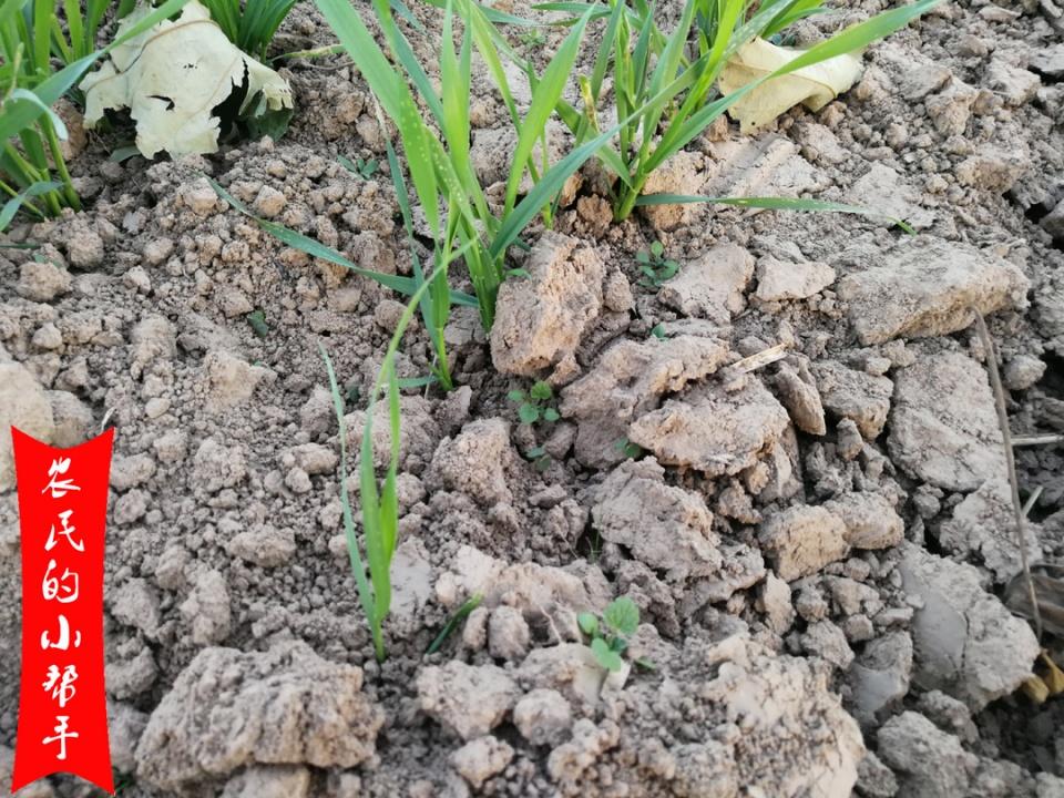 小麦种植时间和方法（种小麦的最佳时间和注意事项） 绿植养护 第3张