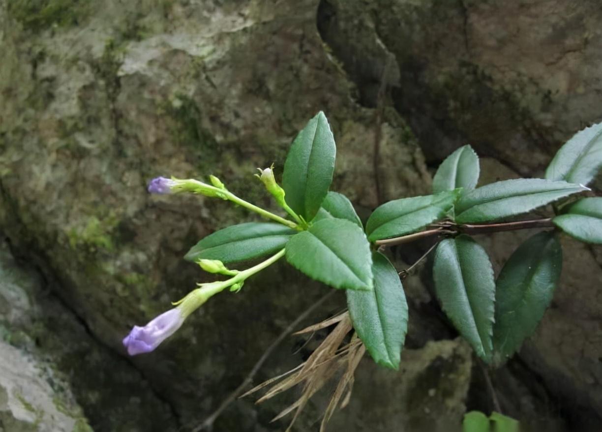 石吊兰的功效与作用（石吊兰资料介绍及其药用价值） 植物与健康 第1张