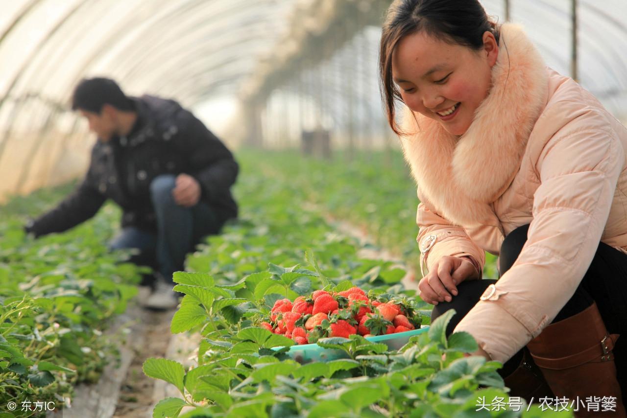 草莓的栽培方法（草莓的种植方法及时间） 绿植养护 第2张