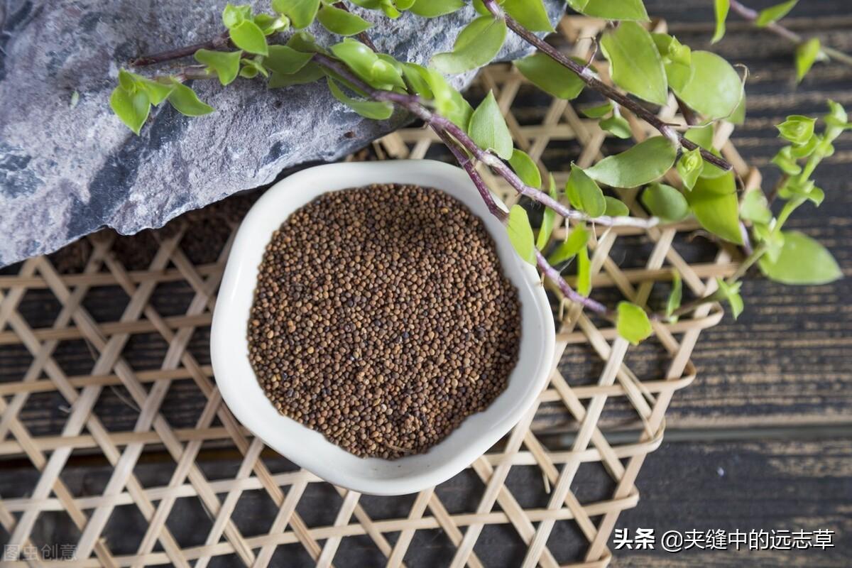 仙茅的功效与作用（仙茅的药用价值） 植物与健康 第4张