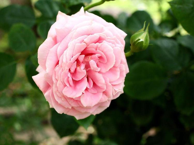 蔷薇花的养殖方法和注意事项 养花知识 第5张