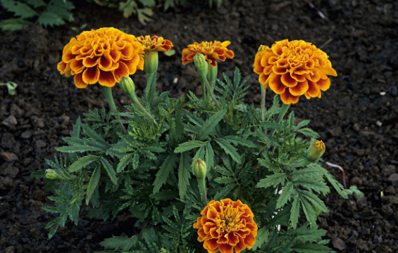 菊花的特点（常见的菊花品种和特点介绍） 植物百科 第3张