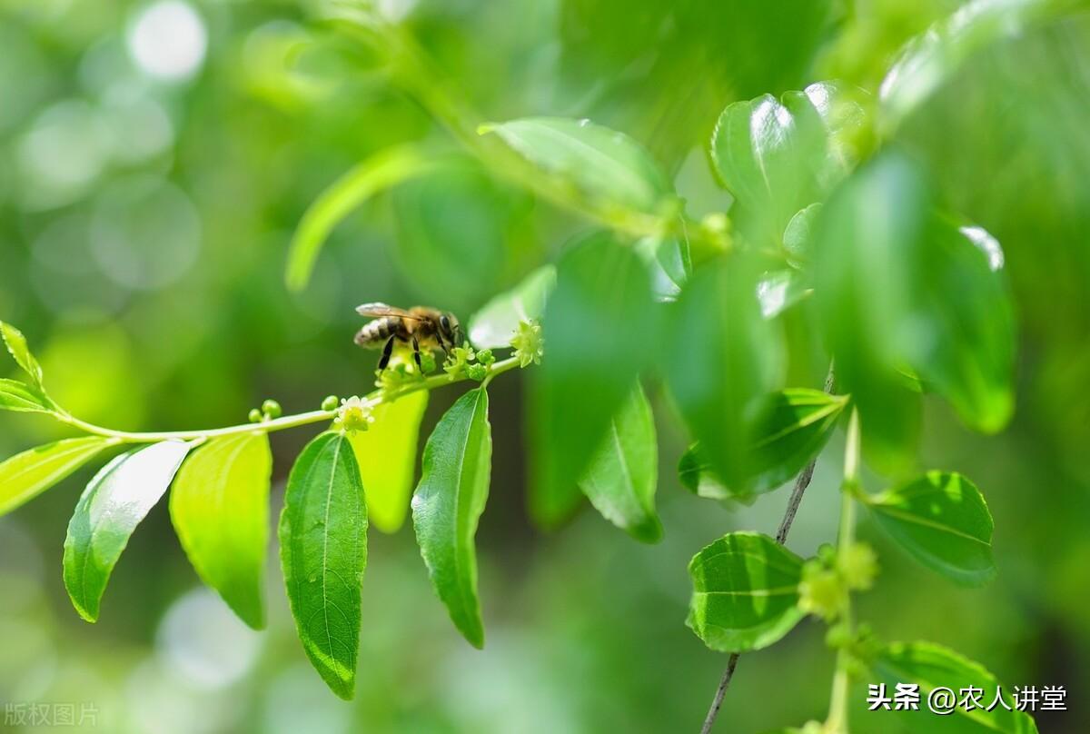 枣树的种植与管理技术（枣树栽种时间和方法） 绿植养护 第34张