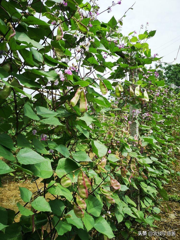 扁豆的种植时间和种植方法（扁豆栽培技术与管理大全） 绿植养护 第13张