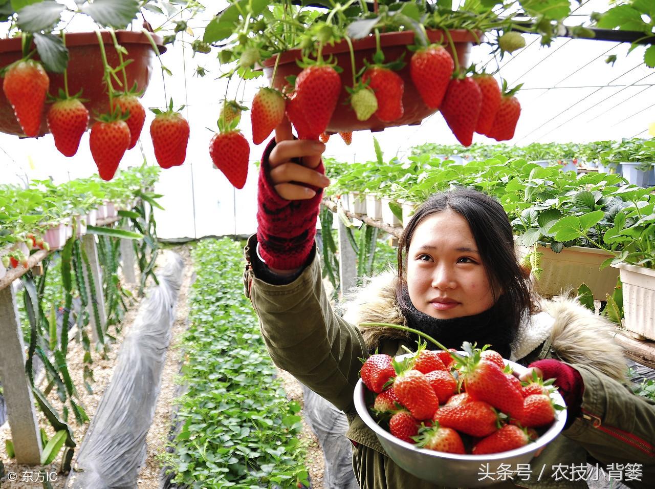 草莓的栽培方法（草莓的种植方法及时间） 绿植养护 第5张