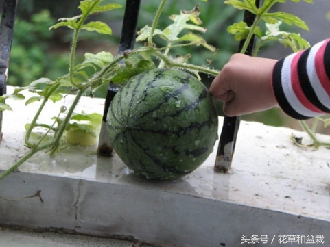 在家自己种西瓜的步骤（盆栽西瓜的种植方法和管理） 绿植养护 第1张