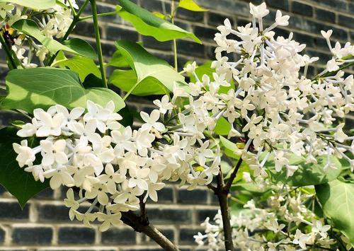 丁香是什么样子的（丁香花图片和资料介绍） 植物百科 第2张