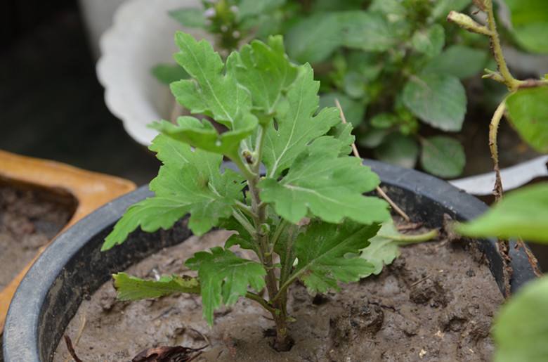 菊花在什么季节开放（菊花花期和养护技巧） 养花知识 第5张