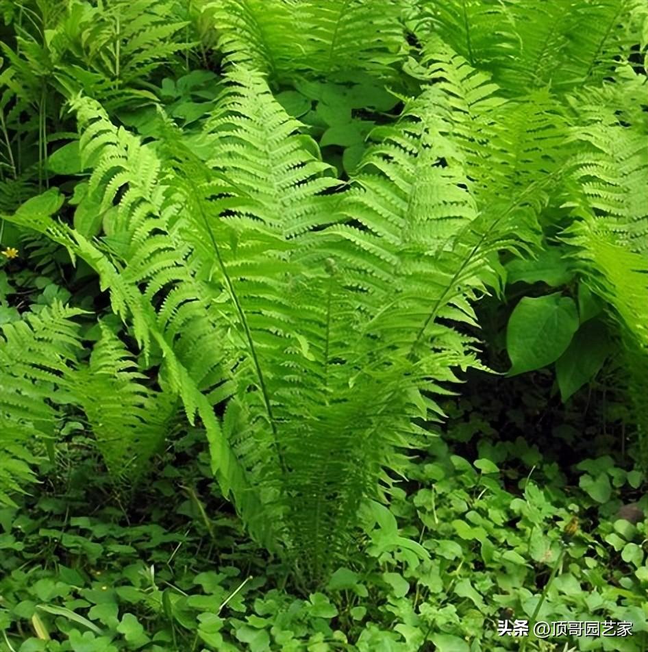 院子背阴的地方适合种什么（适合庭院种植的6种耐阴植物推荐） 养花知识 第18张