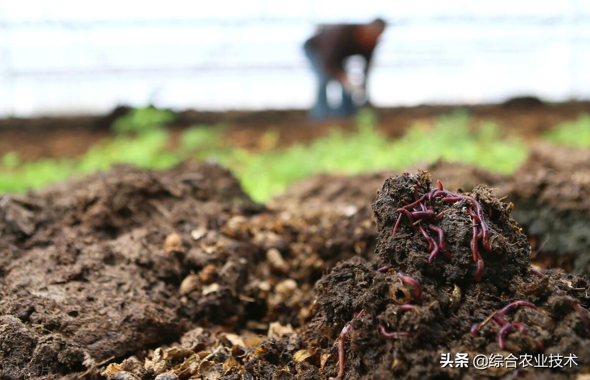 鸡粪变有机肥最简单处理方法（鸡粪怎么发酵成有机肥） 养花知识 第1张