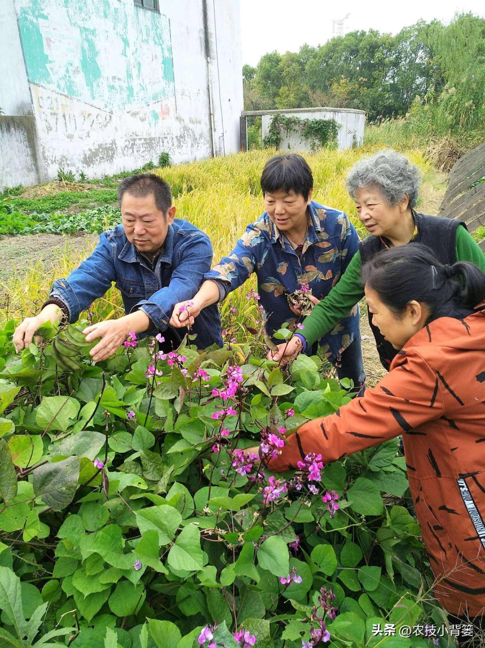 扁豆的种植时间和种植方法（扁豆栽培技术与管理大全） 绿植养护 第3张