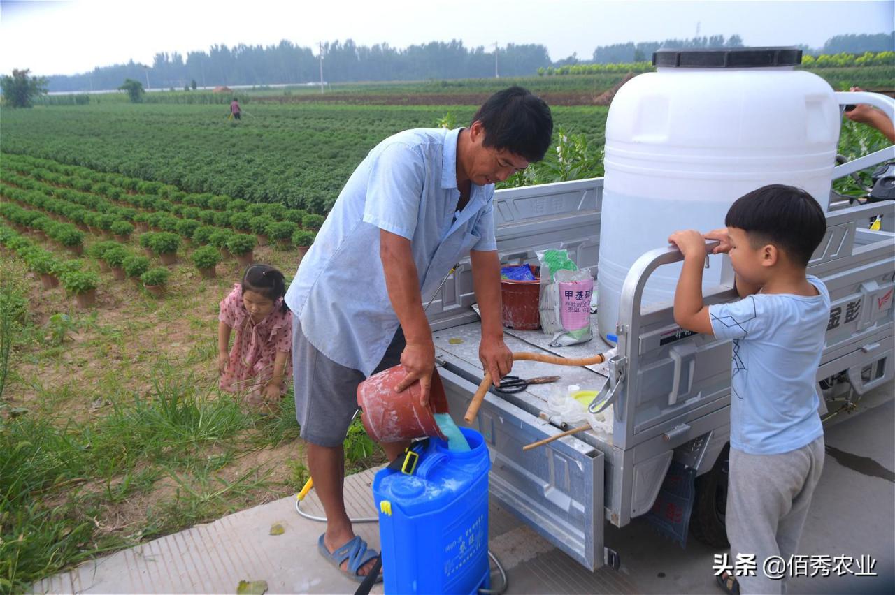 菊花叶子发黄干枯咋回事（分享3种有效防治技巧） 养花知识 第6张