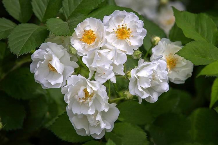 蔷薇花的养殖方法和注意事项 养花知识 第3张
