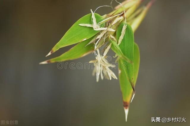 竹子开花意味着什么（竹子开花是什么征兆） 植物百科 第2张