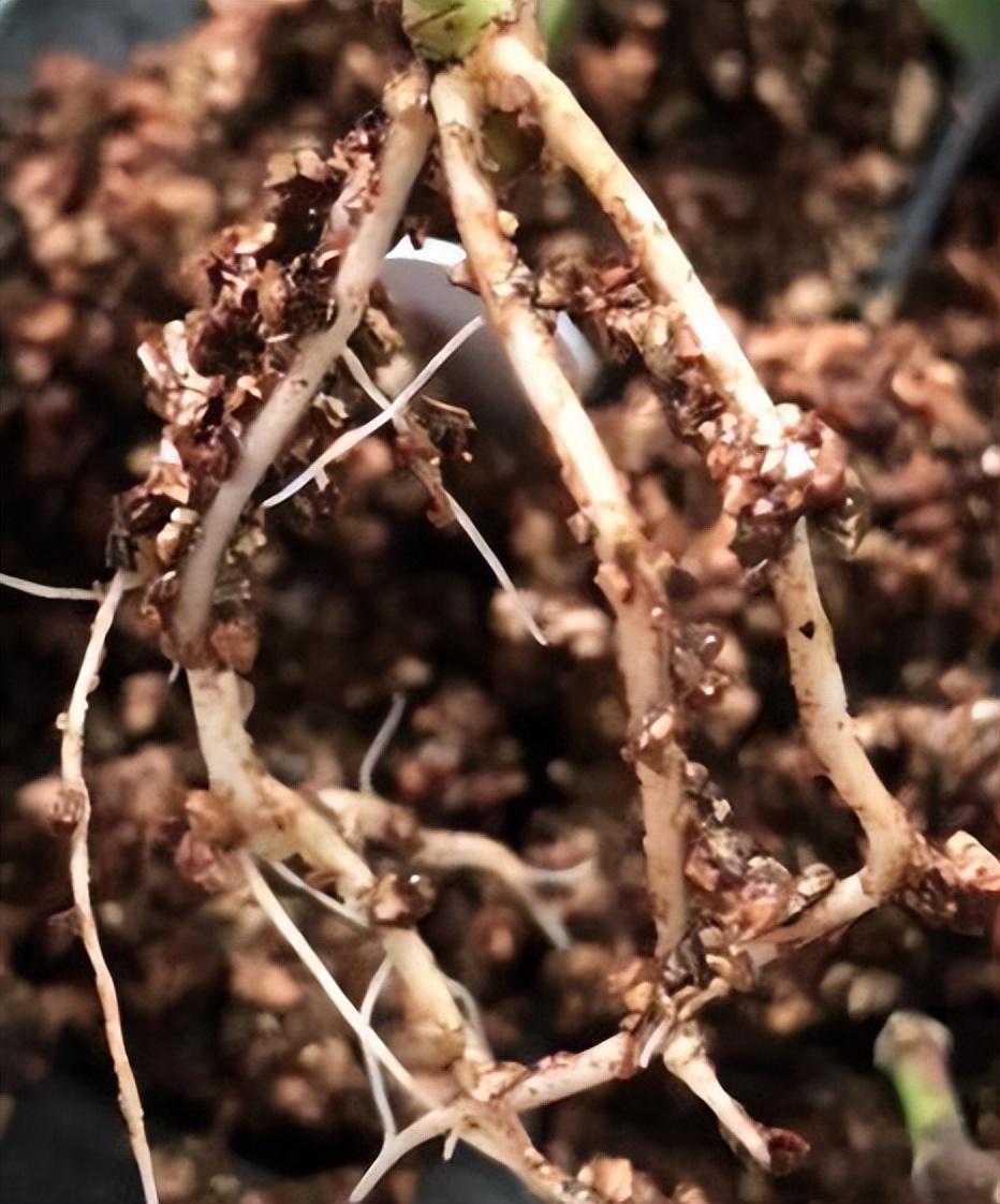 柳树枝怎么做生根水（自制生根液的几种方法）-花晓网