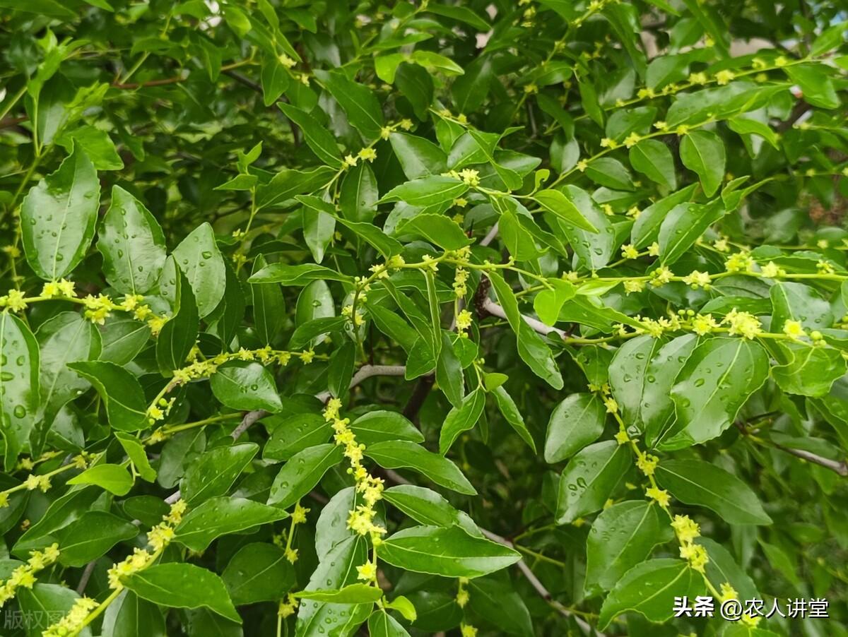 枣树的种植与管理技术（枣树栽种时间和方法） 绿植养护 第32张