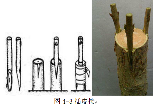 嫁接树苗的方法和技术（带你轻松玩转嫁接） 绿植养护 第2张