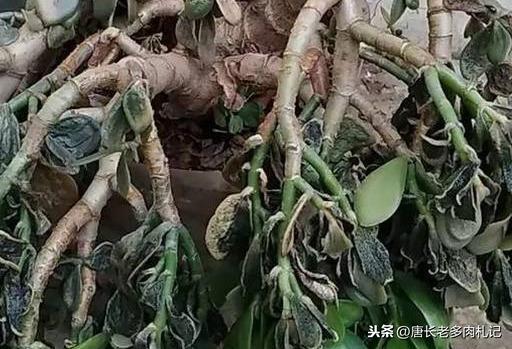 玉树掉叶子是什么原因（玉树掉叶子一碰就掉怎么补救） 多肉植物 第2张