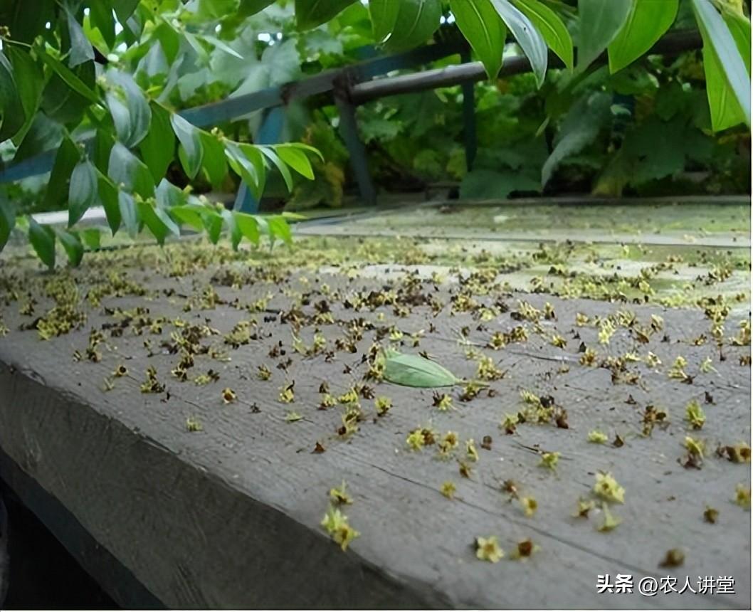 枣树的种植与管理技术（枣树栽种时间和方法） 绿植养护 第23张