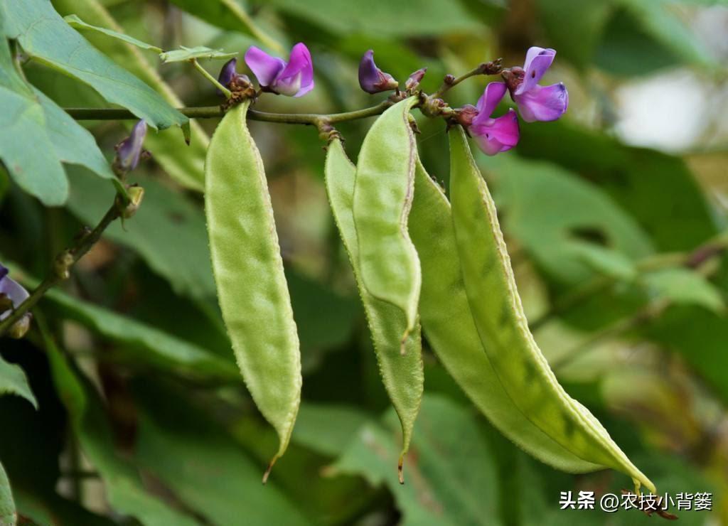 扁豆的种植时间和种植方法（扁豆栽培技术与管理大全） 绿植养护 第7张