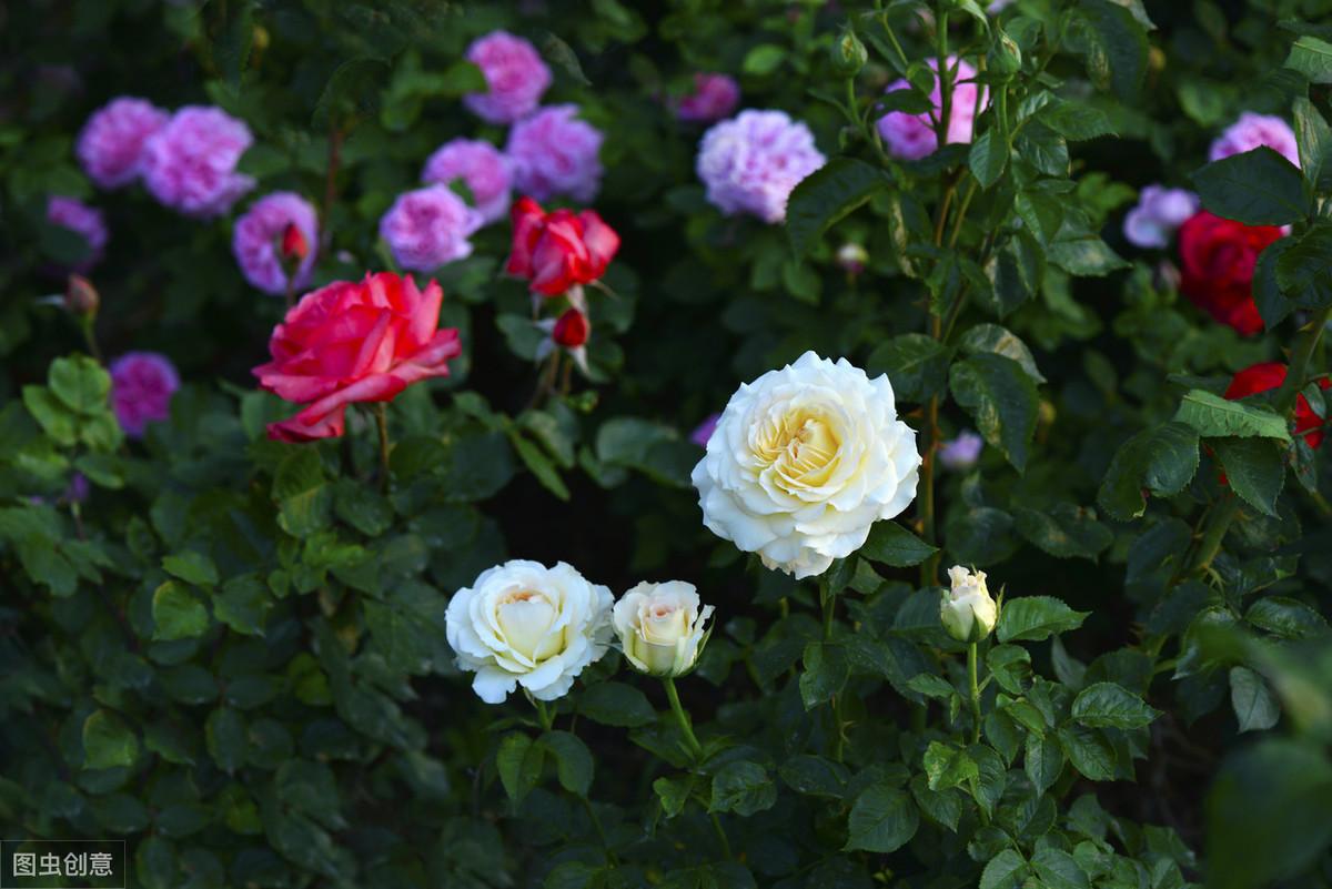 月季花怎么修剪（月季花修剪时间和方法） 养花知识 第3张