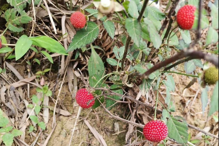 覆盆子和树莓的区别（覆盆子是树莓吗） 植物百科 第7张