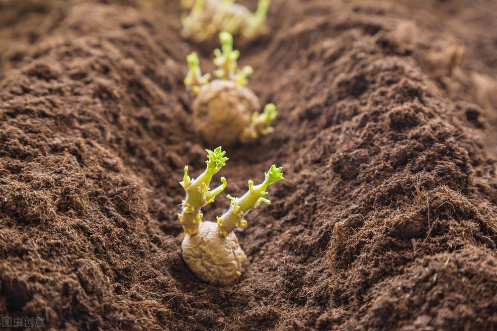 土豆的种植方法和时间（土豆什么时候种,什么时候收） 绿植养护 第3张