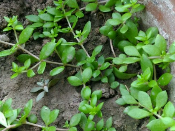 真正的垂盆草图片（垂盆草资料介绍） 植物百科 第4张