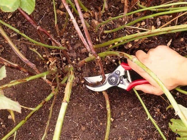 蓝莓种子种植方法（蓝莓种子什么时候种植最好） 绿植养护 第10张