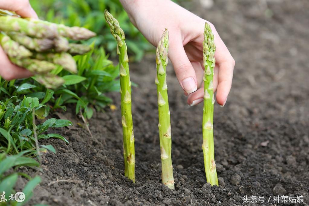 芦笋的种植与栽培技术（芦笋的育苗方法和时间） 绿植养护 第2张