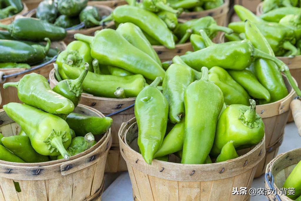 辣椒种植与管理技术（怎样种植辣椒才高产） 绿植养护 第3张