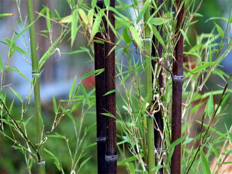竹子是什么类型的植物（竹子属于木本还是草本） 植物百科 第4张