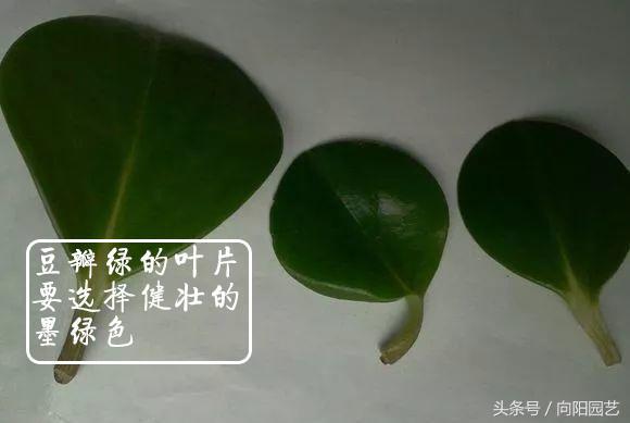 豆瓣绿怎么扦插（豆瓣绿扦插方法简单几步轻松学会） 绿植养护 第2张