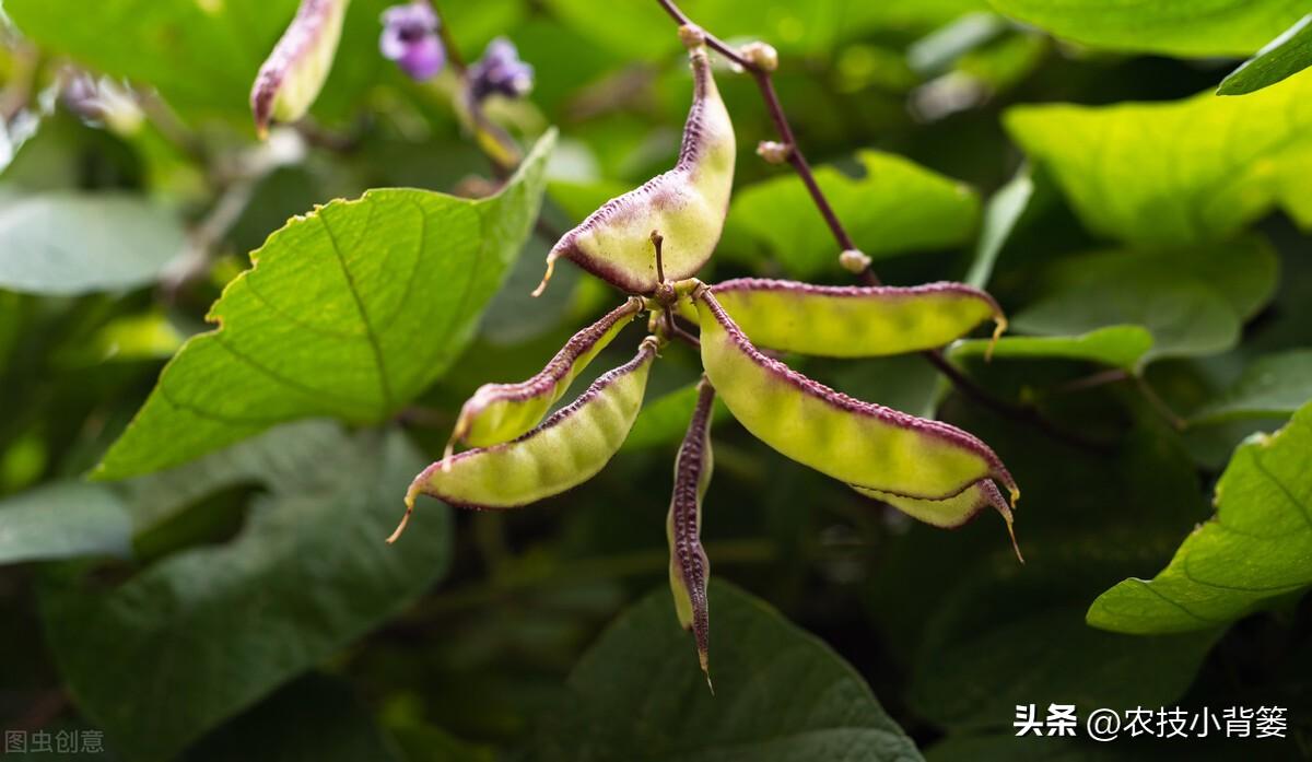 扁豆的种植时间和种植方法（扁豆栽培技术与管理大全） 绿植养护 第11张