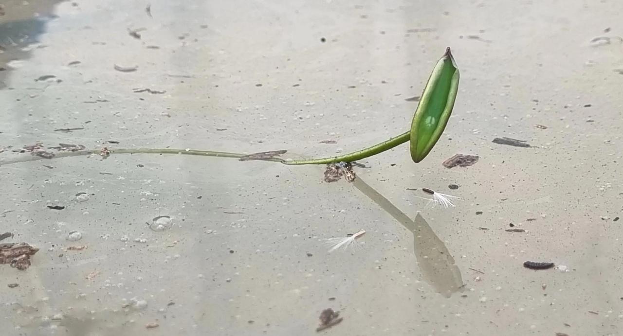 莲藕种植技术莲藕种植方法（具体步骤与注意事项） 绿植养护 第13张