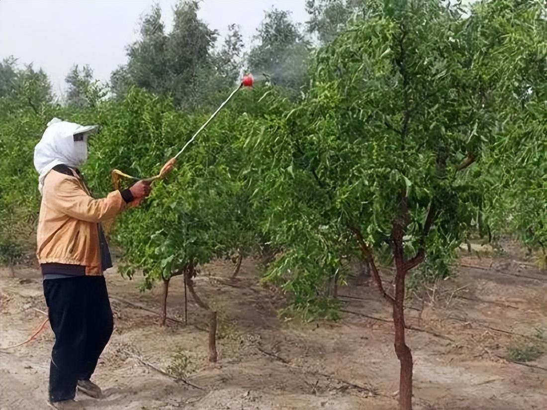 枣树的种植方法和技术（枣树怎么种植） 绿植养护 第4张