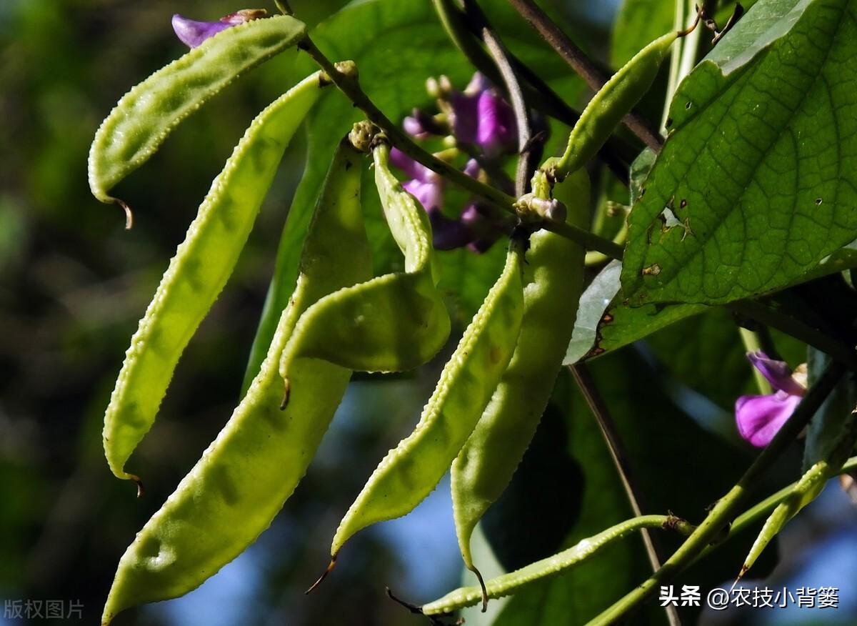 扁豆的种植时间和种植方法（扁豆栽培技术与管理大全） 绿植养护 第10张