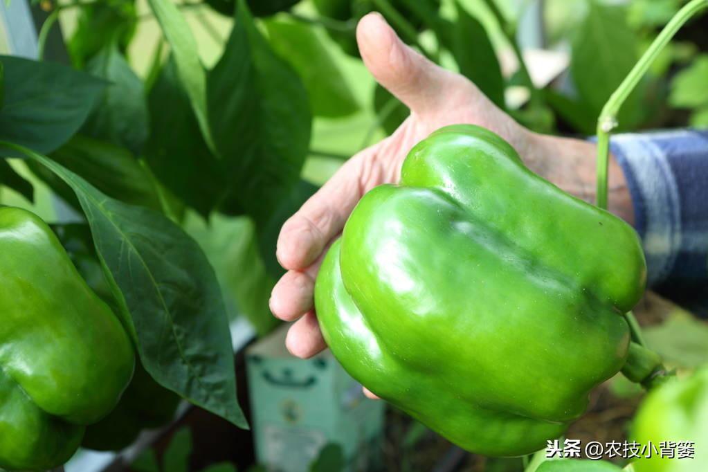 辣椒种植与管理技术（怎样种植辣椒才高产） 绿植养护 第10张