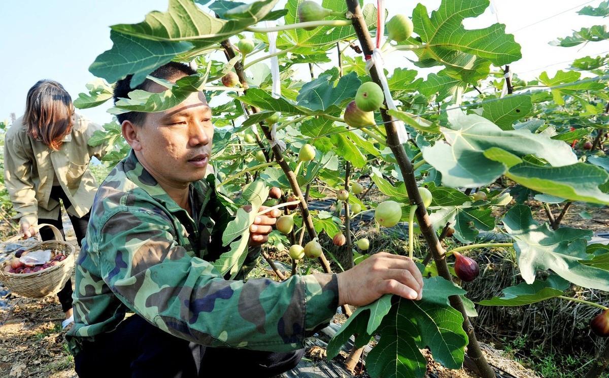 无花果种植时间和方法及日常管理注意事项 绿植养护 第2张