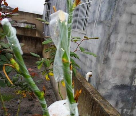 木香花扦插方法和时间（木香花的扦插繁殖方法） 养花知识 第3张