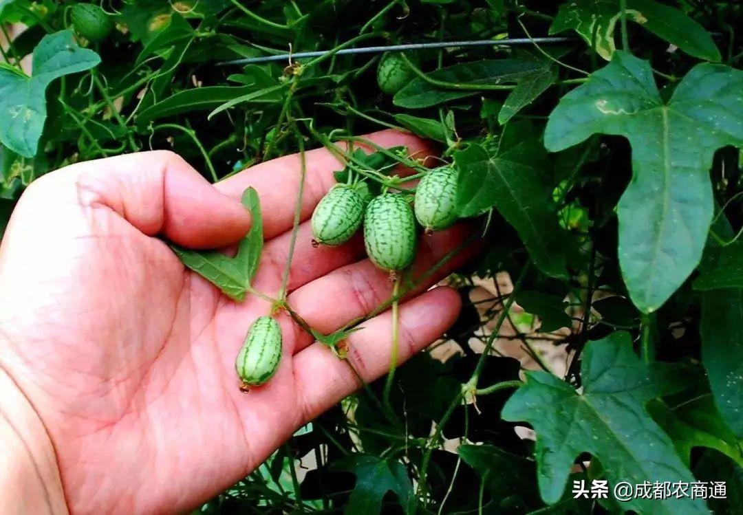 西瓜的种植方法和管理技术 绿植养护 第13张